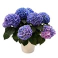 6" Potted Hydrangea